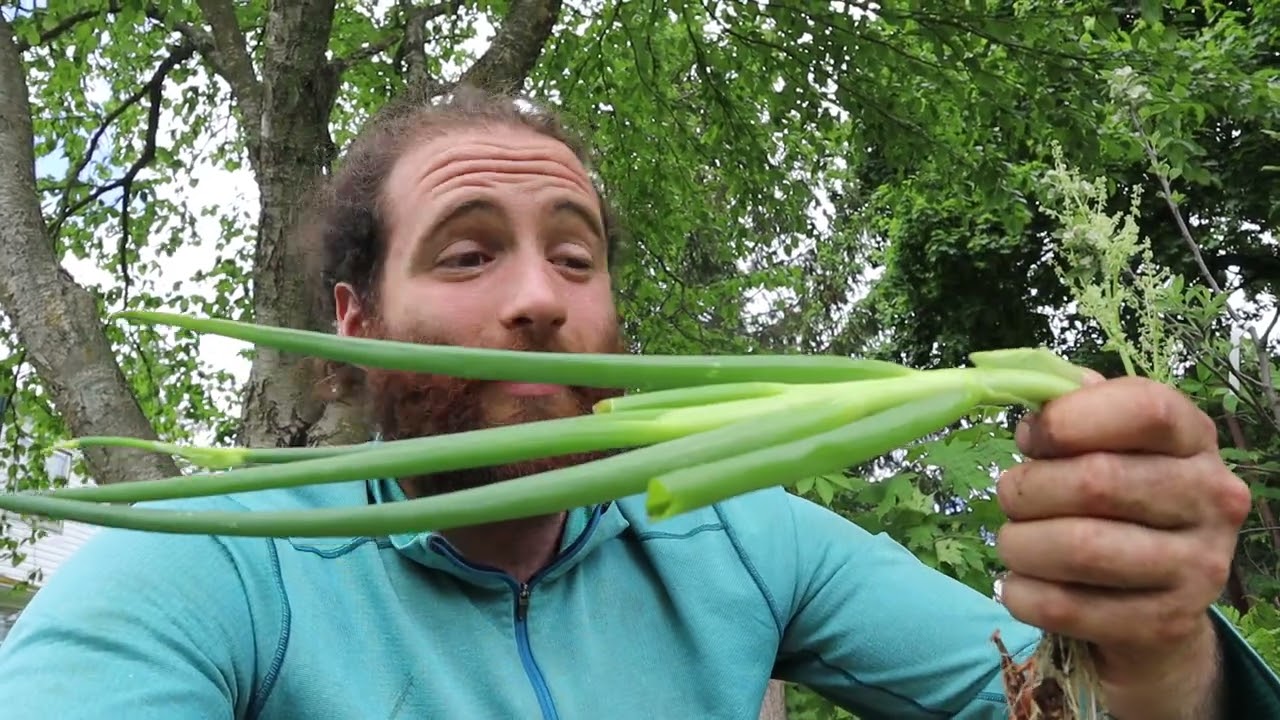 Egyptian Walking Onions: Needs and Yields