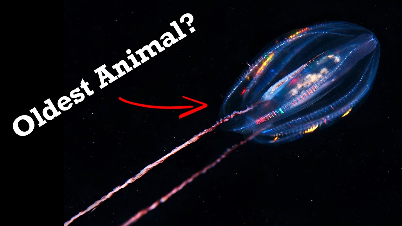 Гребневые медузы: самые древние животные, живущие сегодня