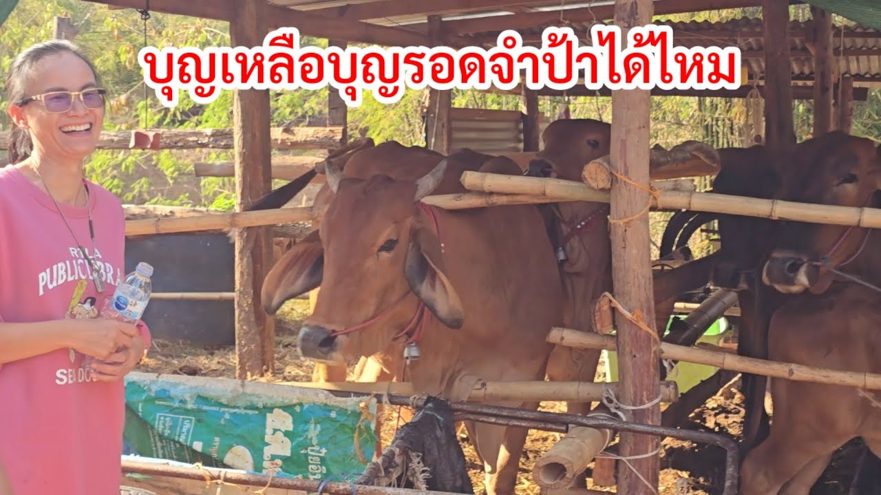 เจอบุญเหลือบุญรอดแล้วในรอบ2ด. แอดวิวเต๋อได้อะไรอะไรมาฝากป้าแต๋น
