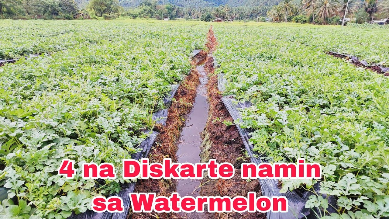 4 Tips na Ginawa namin para Gumanda ang Watermelon
