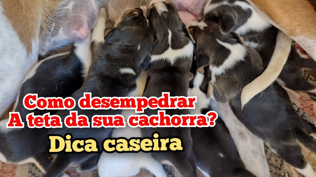 Cachorra com as tetas em pedradas Como faço para tratar ? dica caseira.