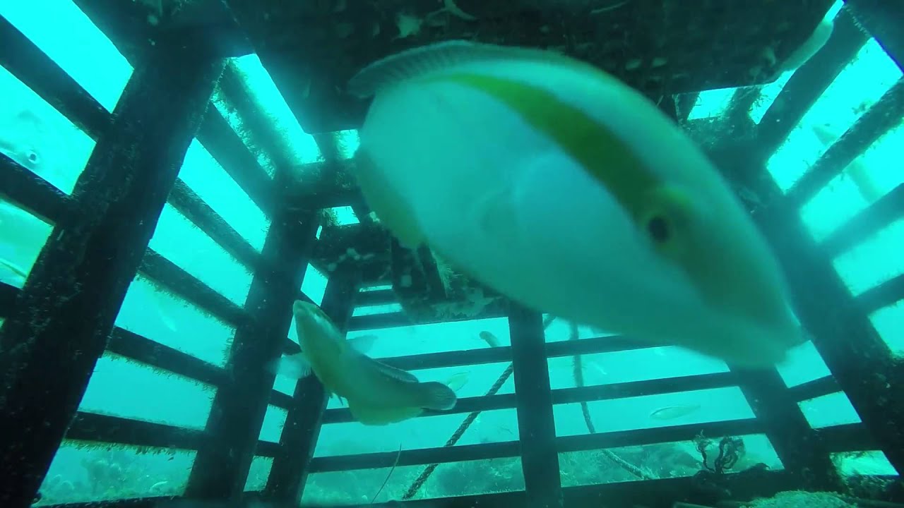 GoPro inside my Craypot (Lobster Pot) Perth WA