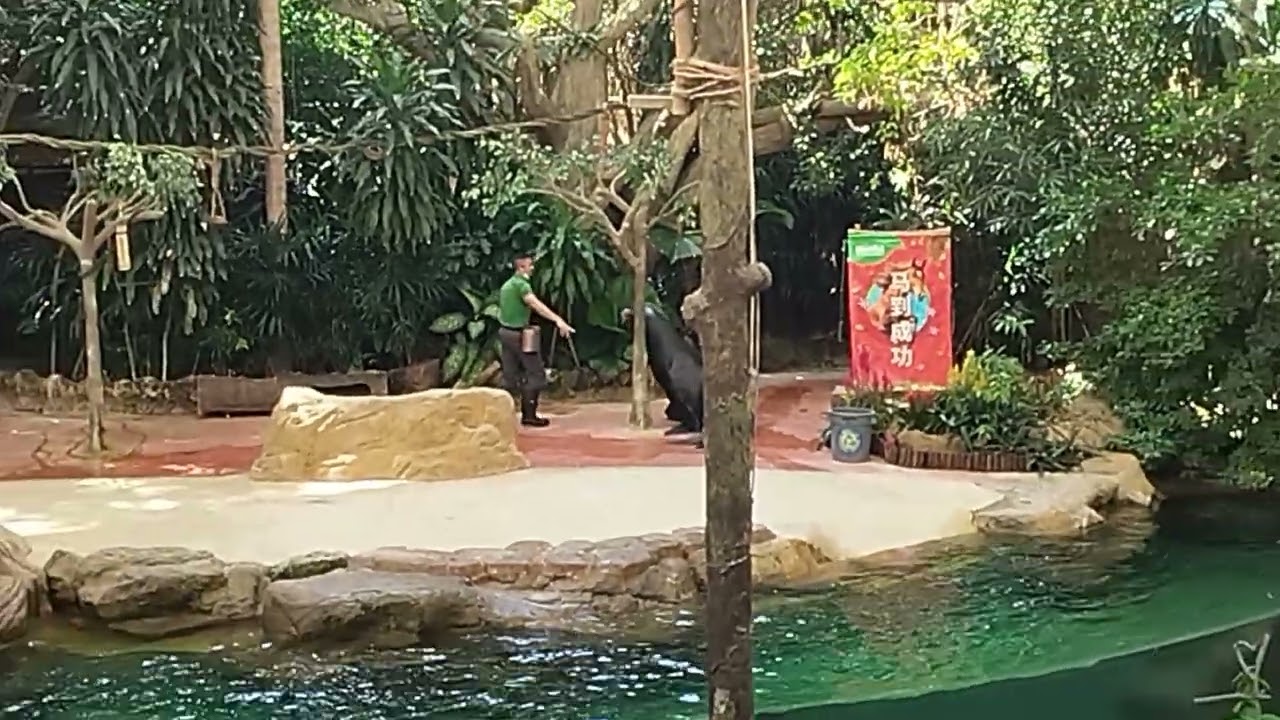 Mandai Sea lion Show in Singapore