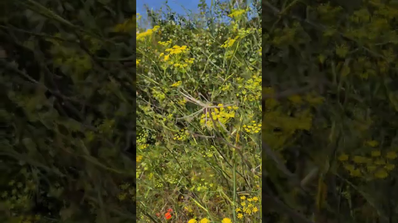 Hinojo com&uacute;n en flor