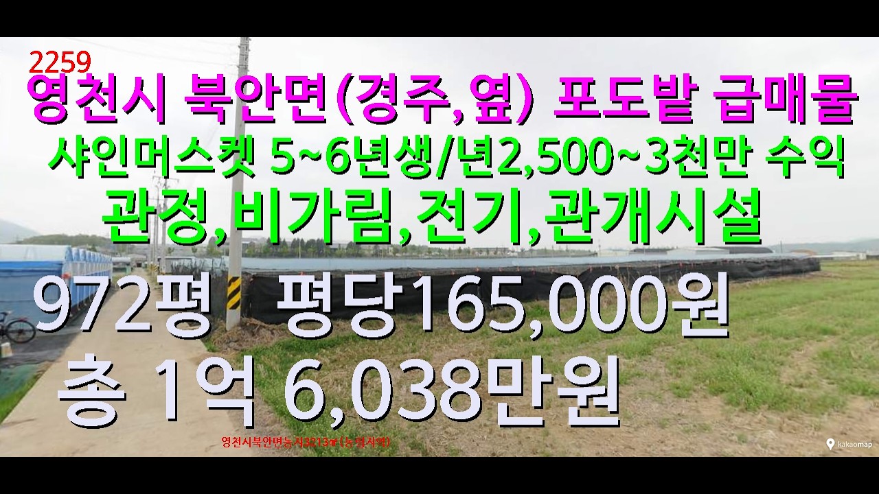 [번호2259}영천시 북안면(경주,옆) 현지인 포도밭 급매