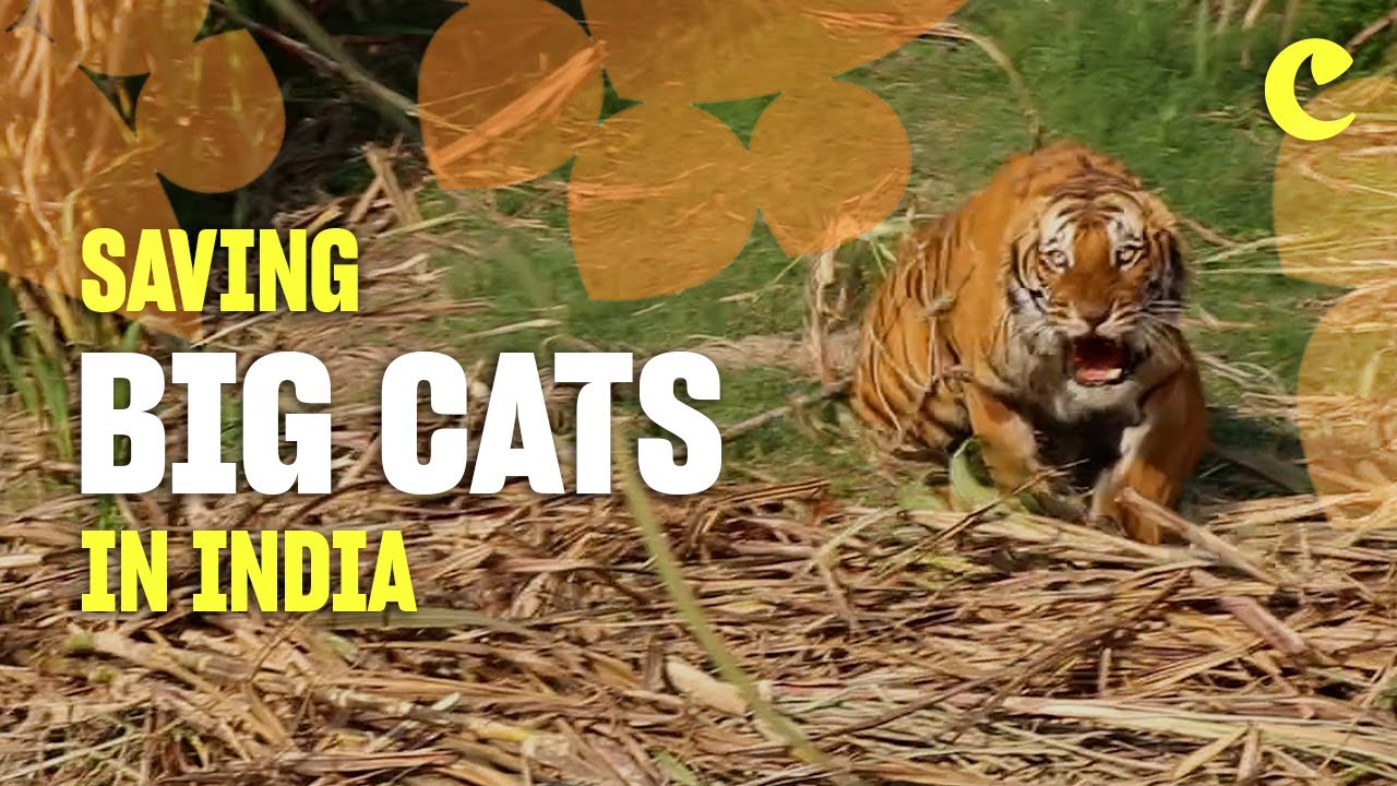 Saving big cats in India | Chester Zoo | From chaos to calm 🐅