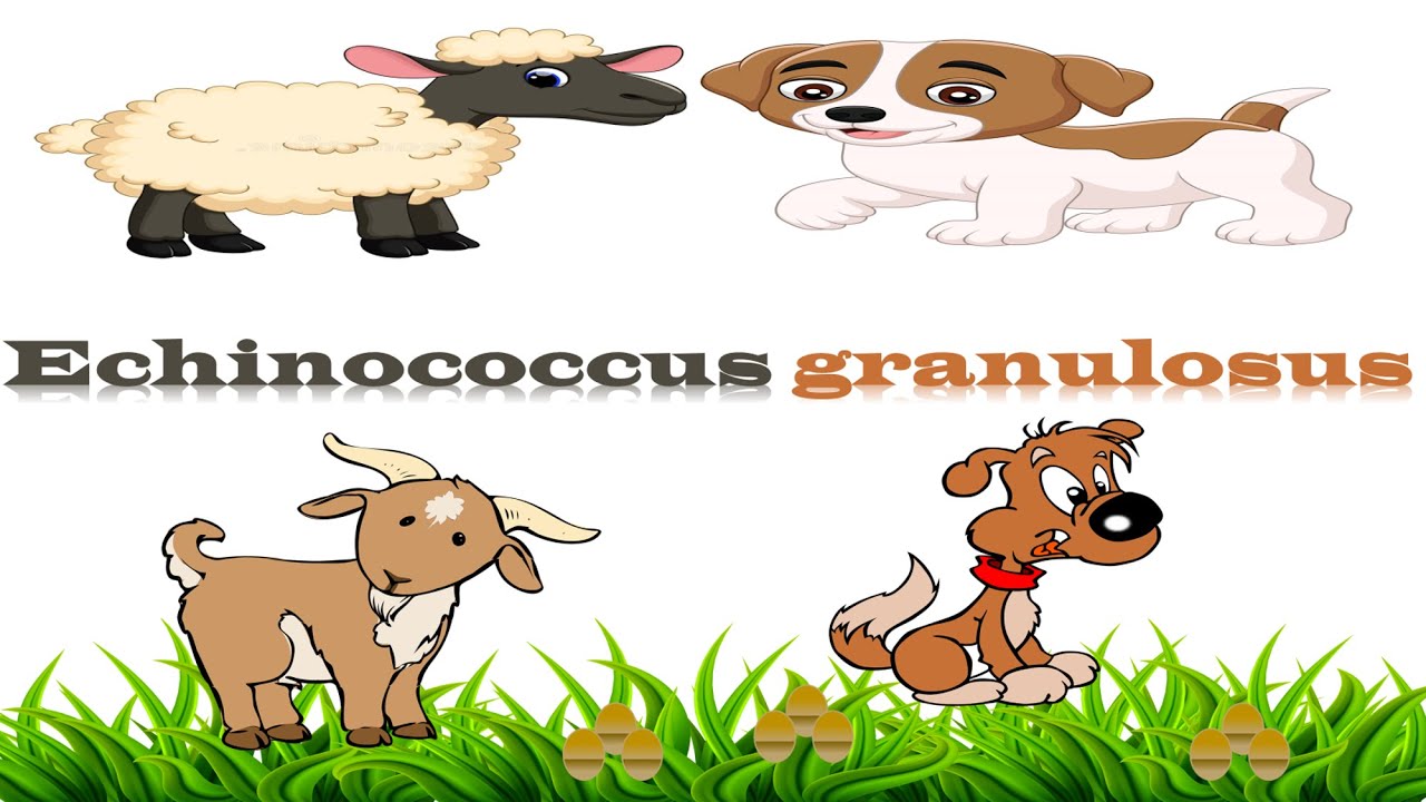 شرح Echinococcus granulosa (hydatid disease)