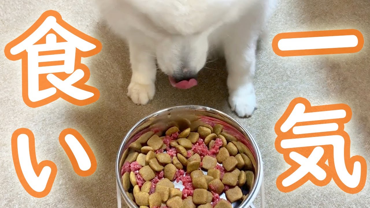 美味しそうにご飯を食べるサモエド