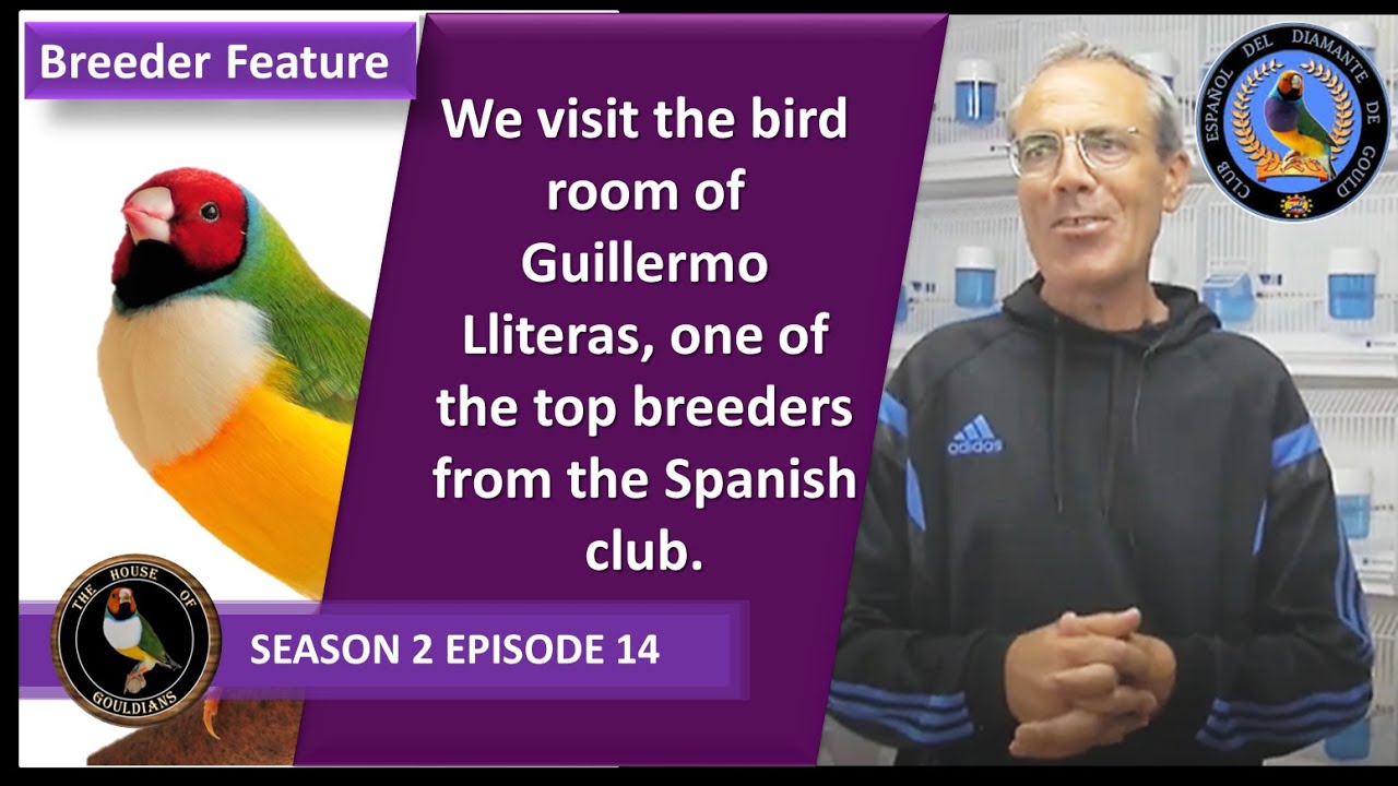 Gouldian Finches: House of Gouldians - Season 2 Episode 14