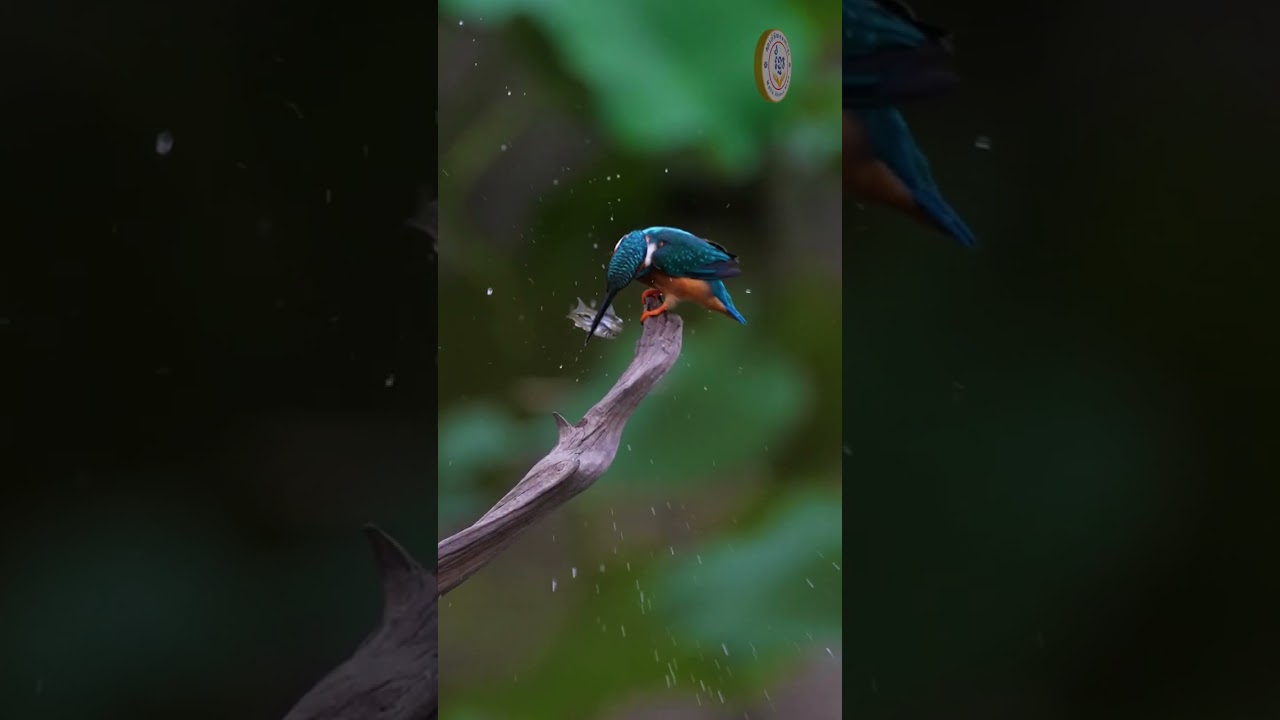 #birdlife #birds #birdwatching #birdphotography #birdlovers