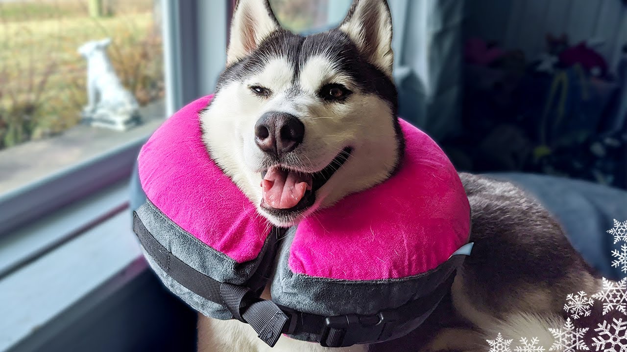 My Husky Had SURGERY | Kira got Fixed and a Gastropexy?  But Why?