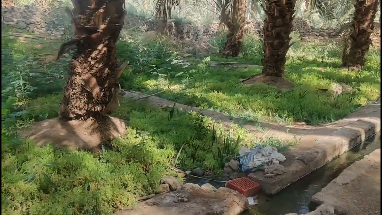 MEDİNEDE BİR HURMA BAHÇESİNE KONUK OLDUK