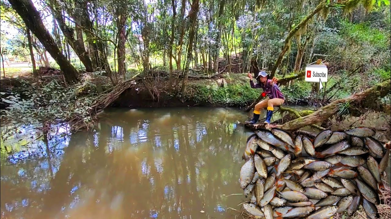 Pescaria de lambari  tive que pescar assim