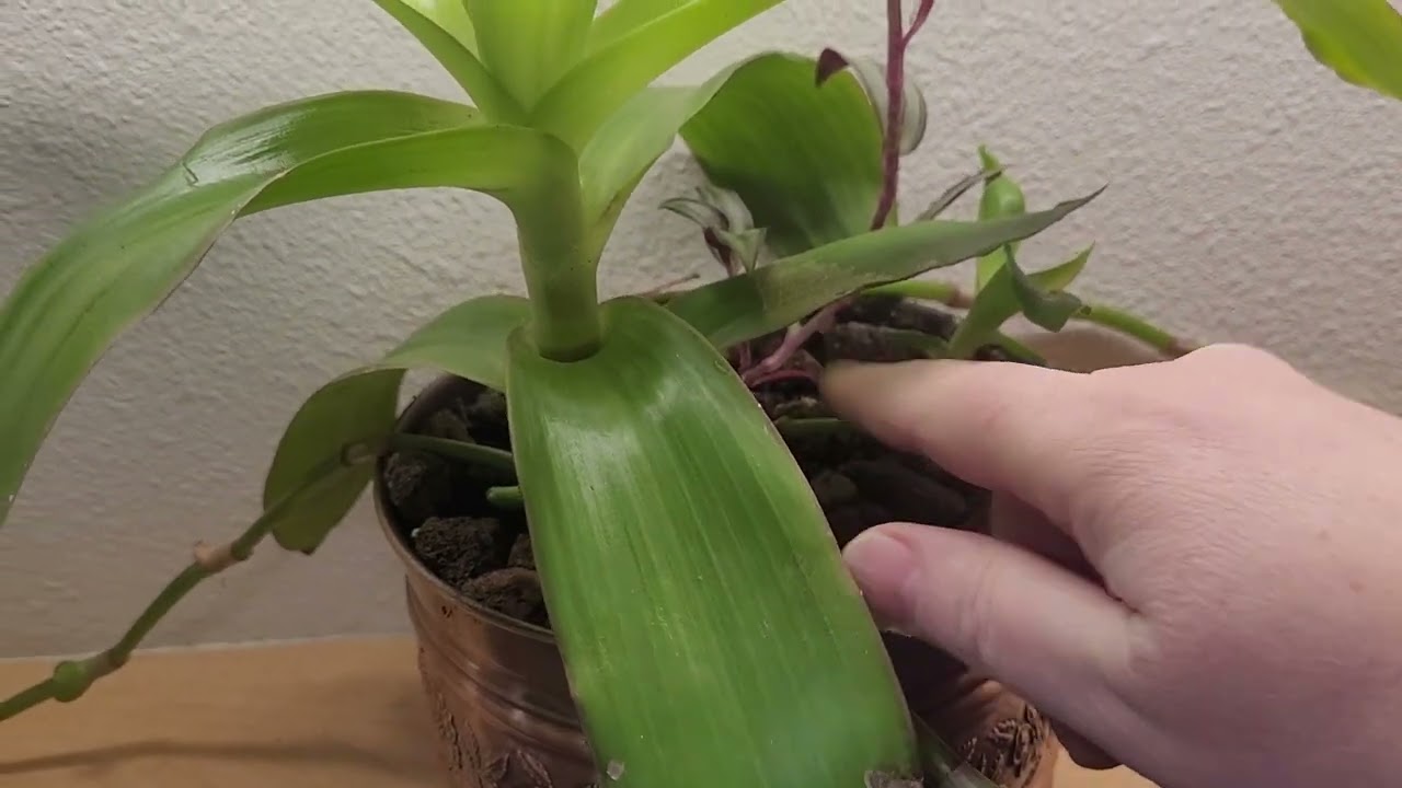Basket Plant - Medicinal Plant @CryBabysHomestead