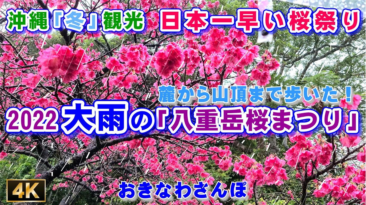 日本一早い桜祭り【2022 大雨の八重岳桜まつり】麓から山頂まで歩いた！沖縄県本部町（高画質4K 60fps） ♯236【おきなわさんぽ】