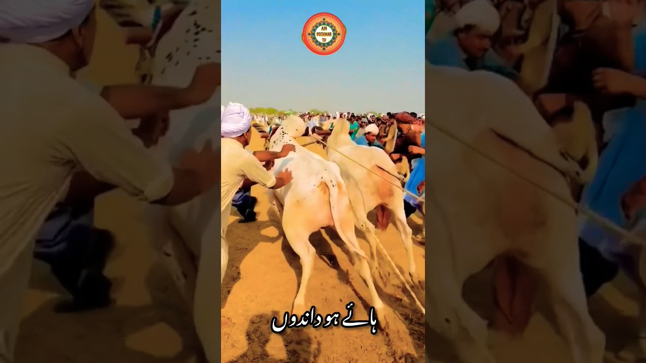 Bull Race 2024 In Pakistan #bulllovers #bullrace #gujarkhan #pothwar #shortsvideo #shotrs