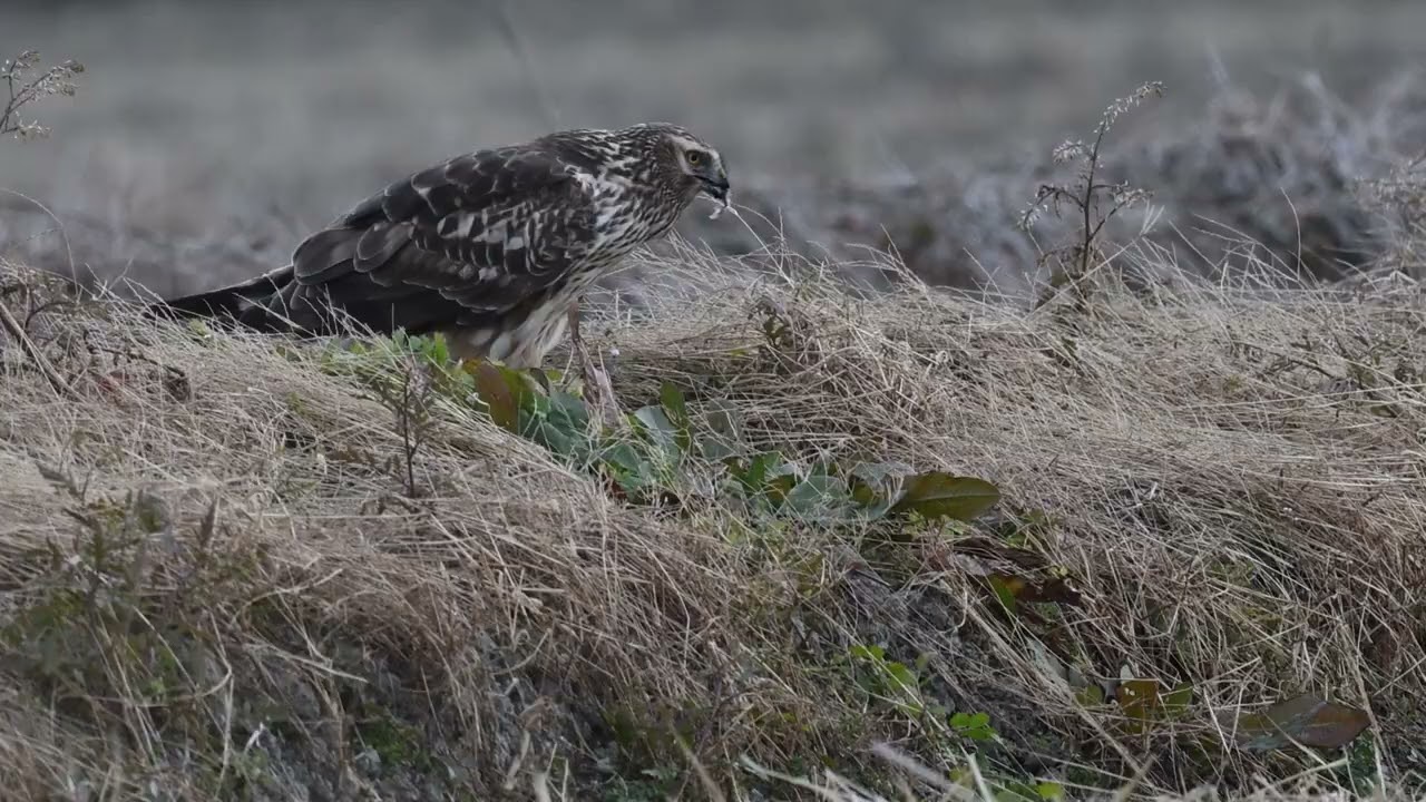 お食事中のハイチュウ
