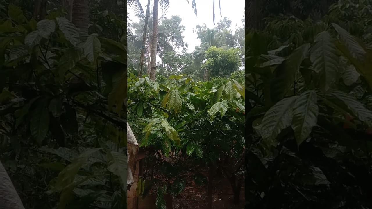 Suasana Hujan dikebun #Hujan #Pohon #SuasanaHujan