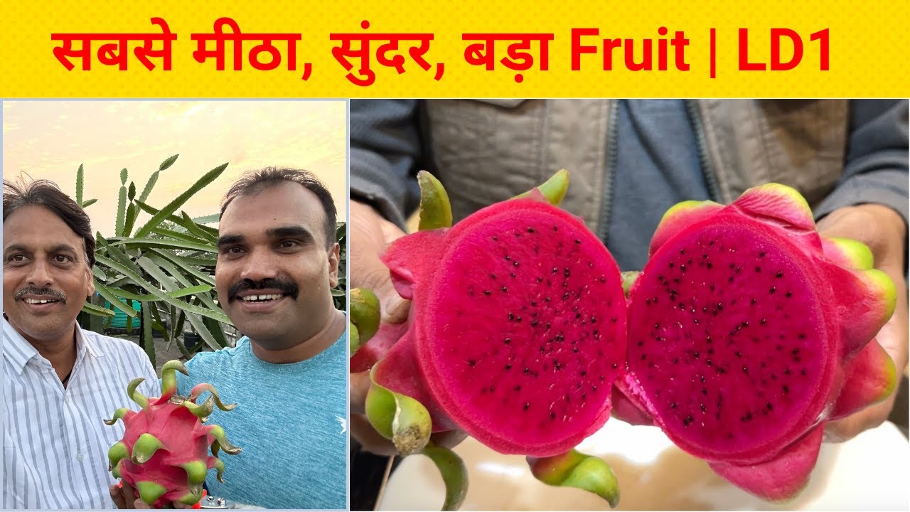 LD1 variety taste test and harvesting | @UtsavAgro.  Biggest Fruit variety collection in India