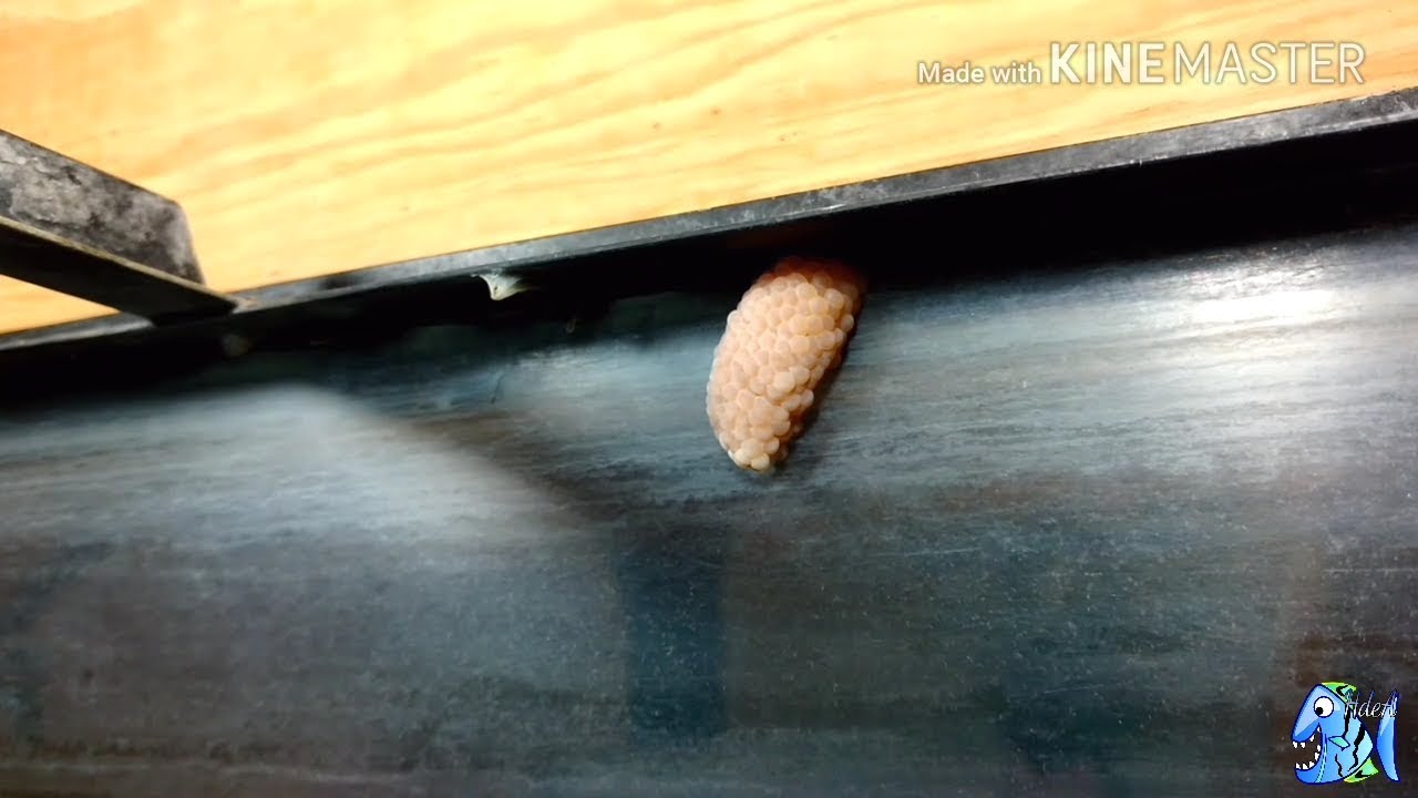Puesta de Caracol Manzano