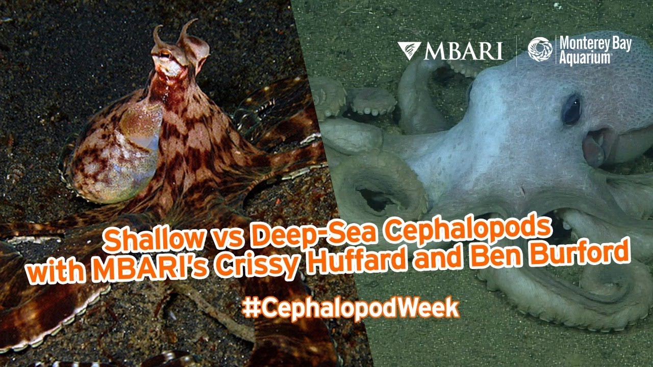 Shallow vs Deep-Sea Cephs with MBARI Scientists Crissy Huffard and Ben Burford for #CephalopodWeek!