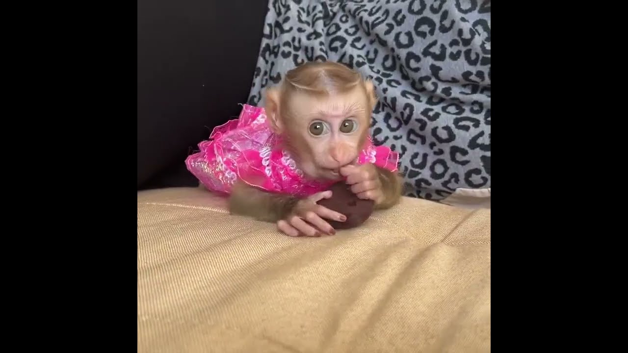 Baby Jelly Grabbing Black Seed From Sister Rosa