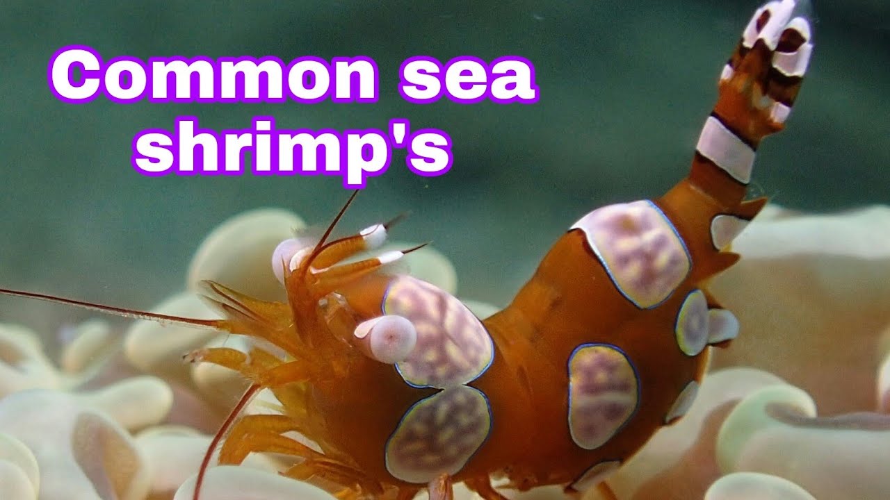 4K || COMMON SEA SHRIMP'S || Anilao Diving And Photography