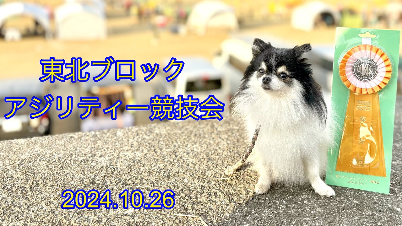 東北ブロックアジリティ競技会　2024.10.26