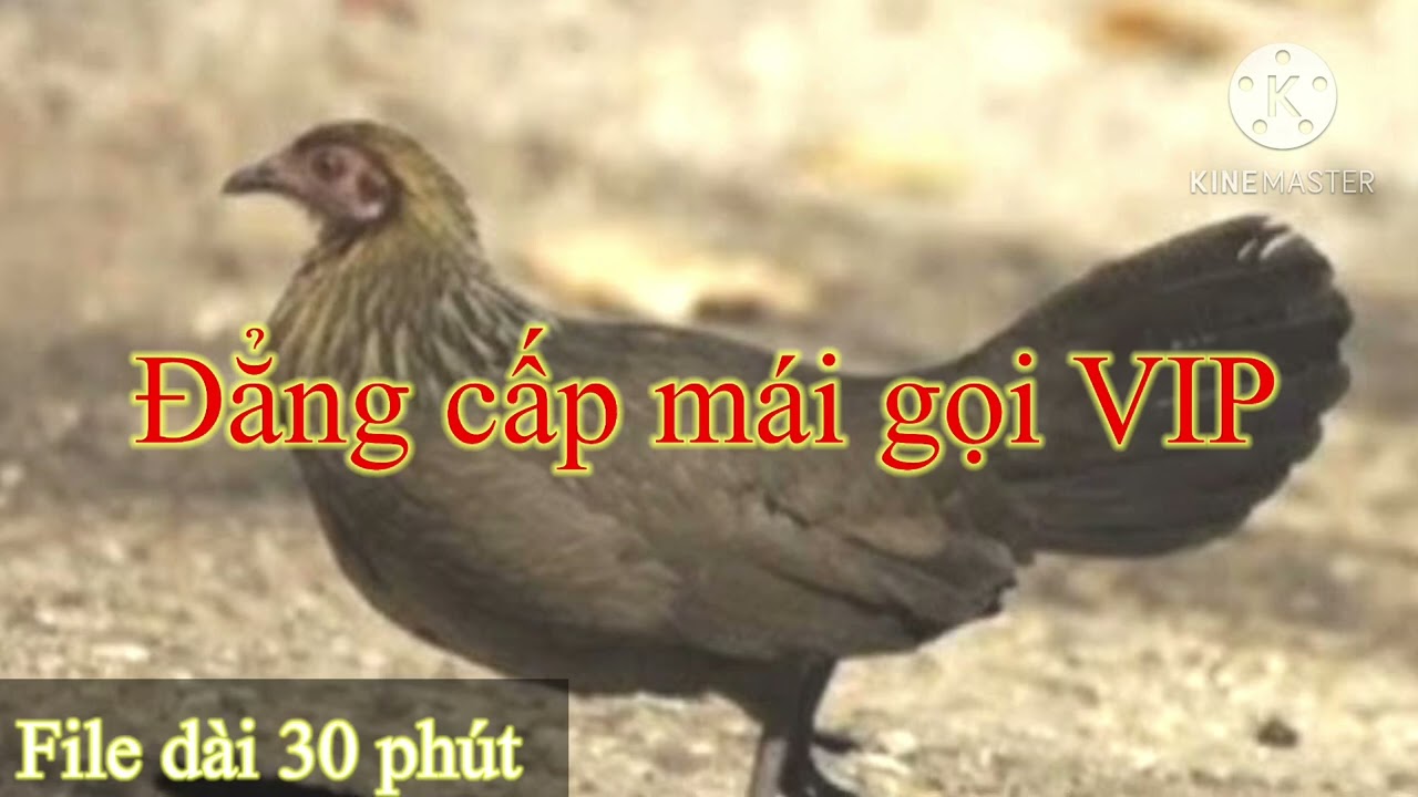 Đẳng cấp mái gọi trống VIP/mái rừng gọi trống /mái gọi