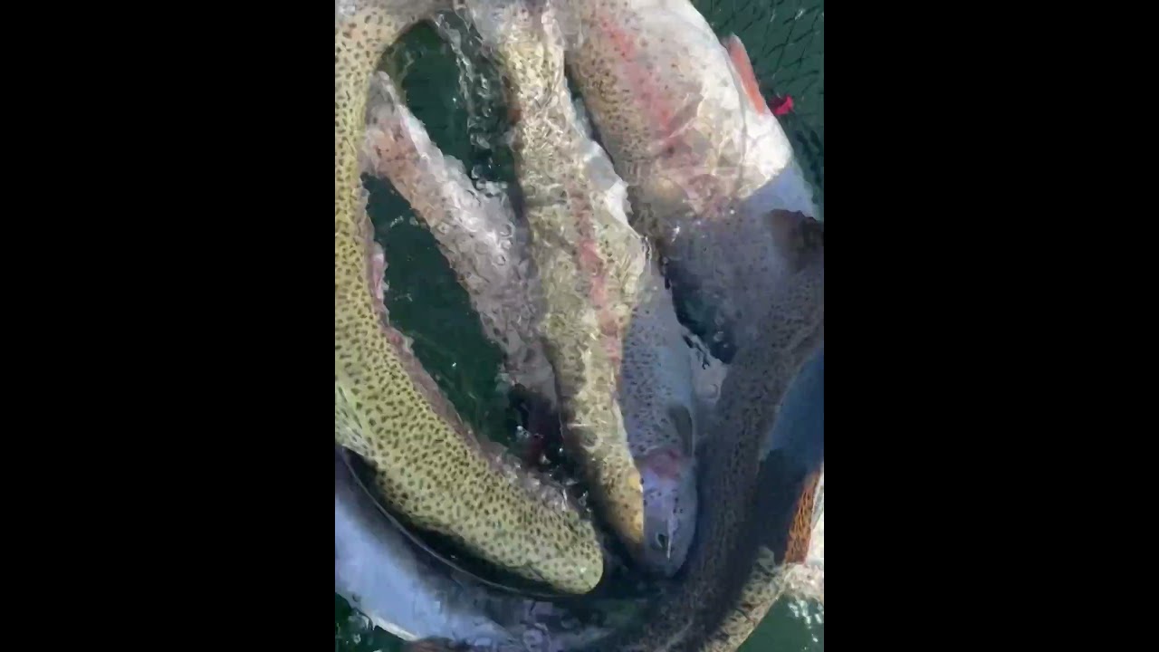 The best trout in the state of Washington ￼
