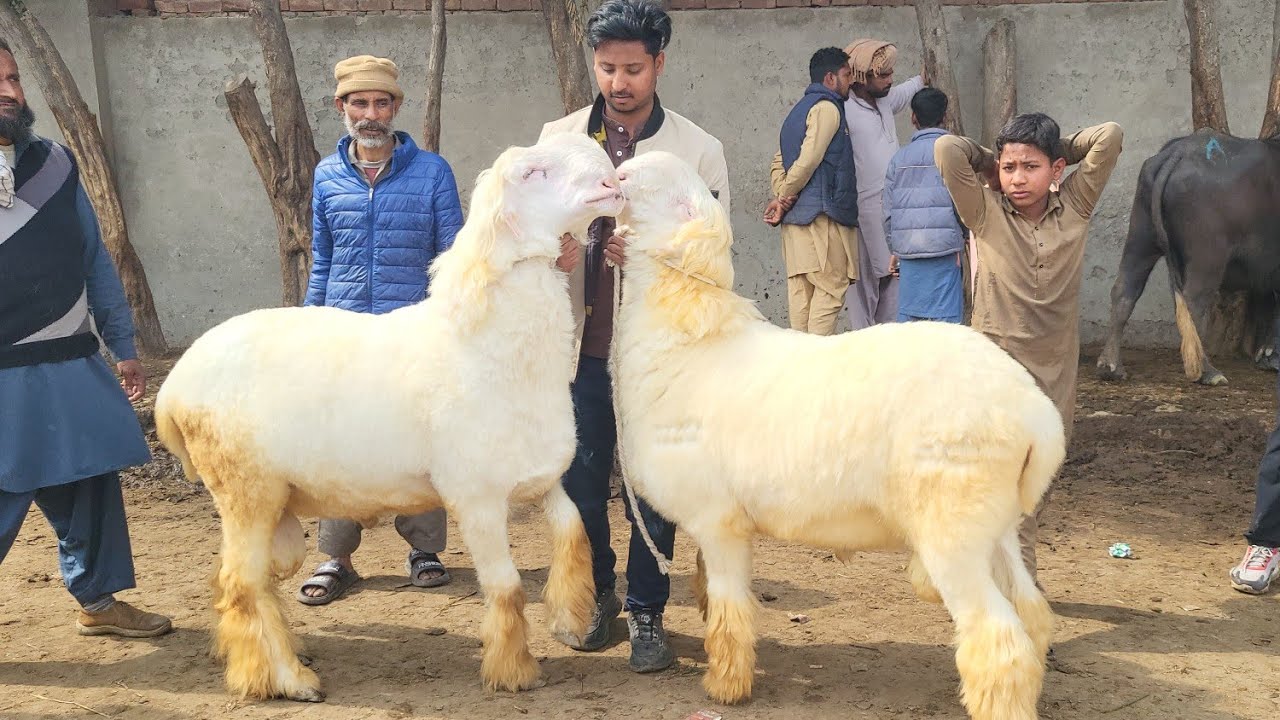 Live Soda Big Size Mundra Chatre Shahpur kanjra Qurbani 2025