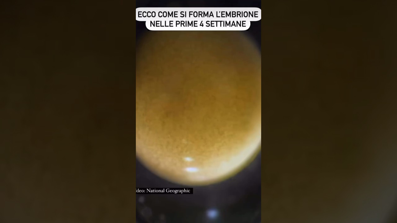 Ecco come si forma l&rsquo;embrione nelle prime settimane di gravidanza