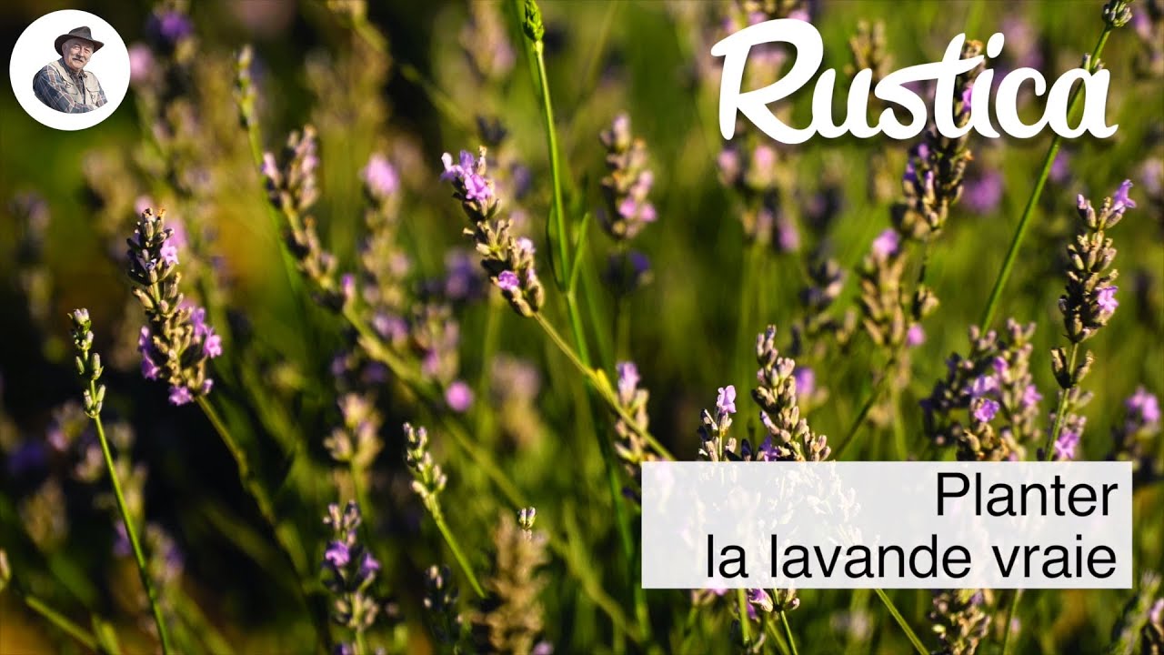 Planter la lavande