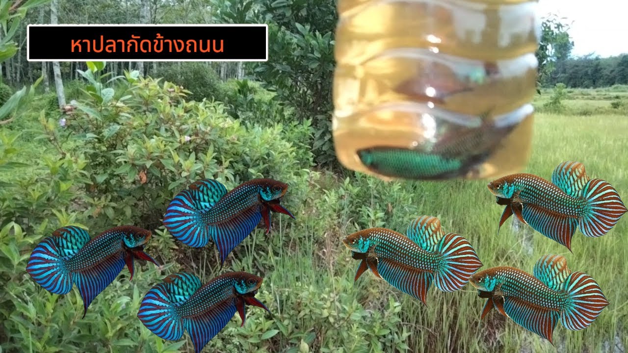 หาปลากัดข้างถนนที่คนมองข้าม#ปลากัดป่า #ว่างeหลี