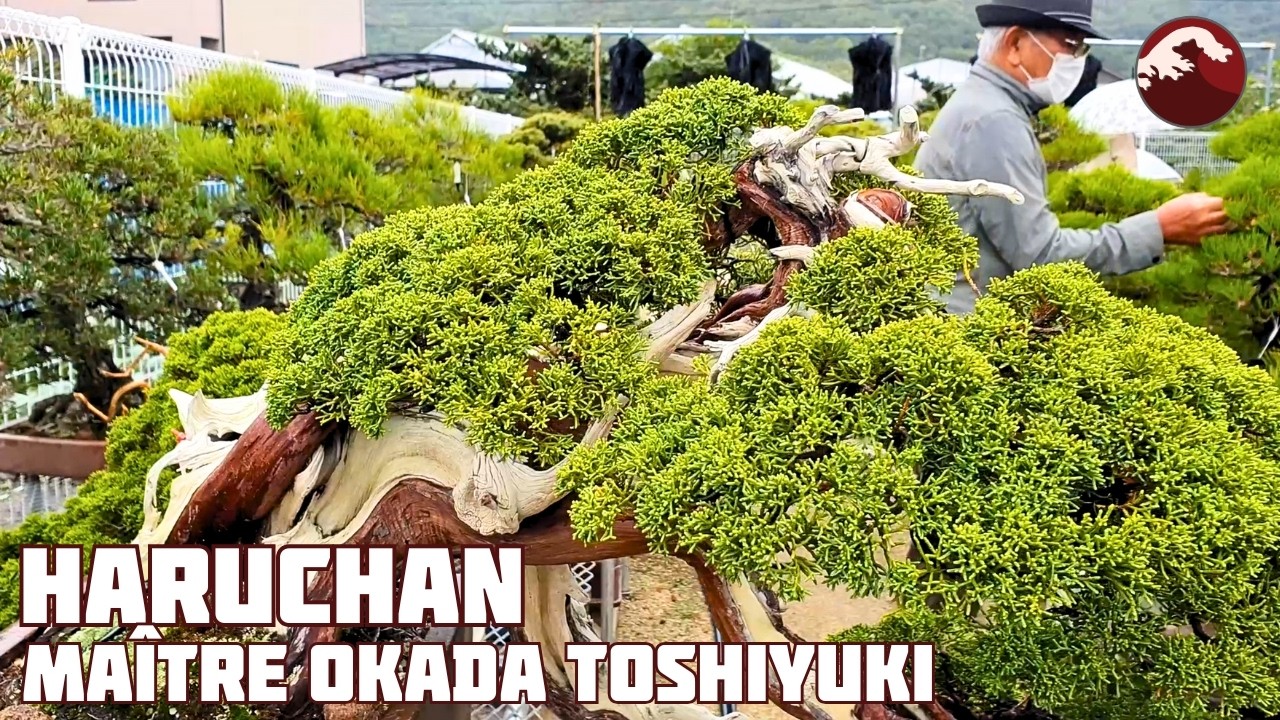 HARUCHAN BONSAI Le jardin de Maître OKADA Toshiyuki. La Précision de la Greffe 🌱 NEJIKAN BONSAI 🌱