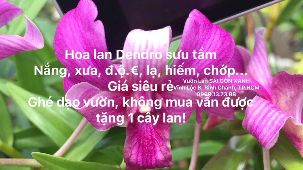 ⚪️ Clip số 45: 02/3/2026 -Hoa lan Dendro sưu tầm -Nắng, xưa, lạ, hiếm, chớp, thơm,... - Giá siêu rẻ!