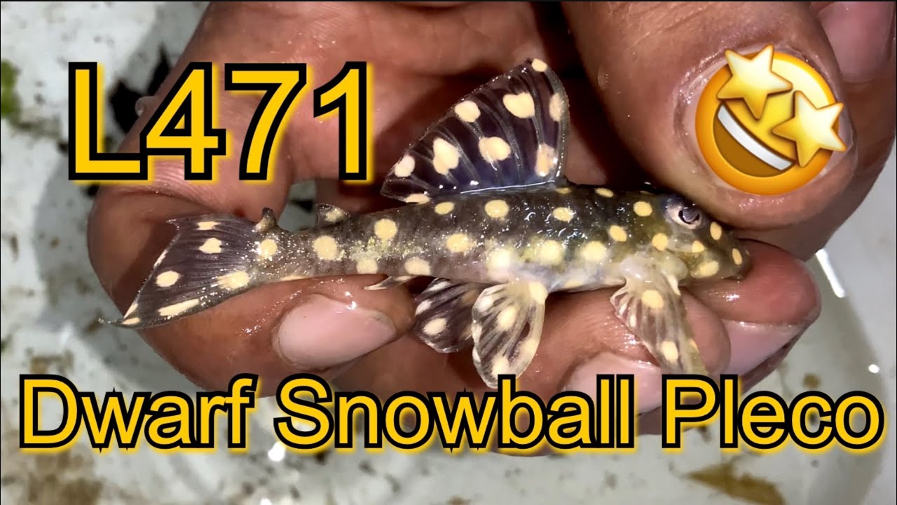 L471 Dwarf Snowball Pleco - Hypancistrus sp. L471