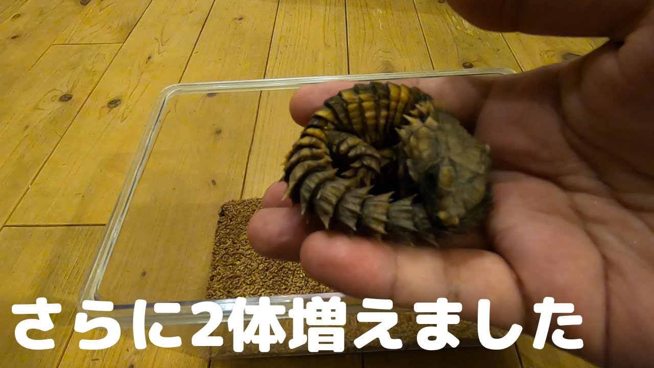 アルマジロトカゲのペアを追加購入して合計4匹になりました