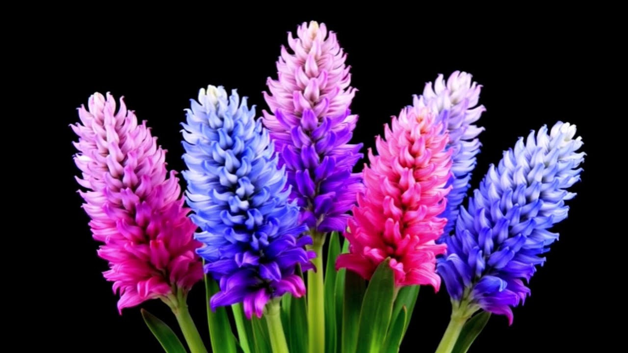 Best Movie_ Flower Booming in Front of Black Baakground Soothing with Relax music.