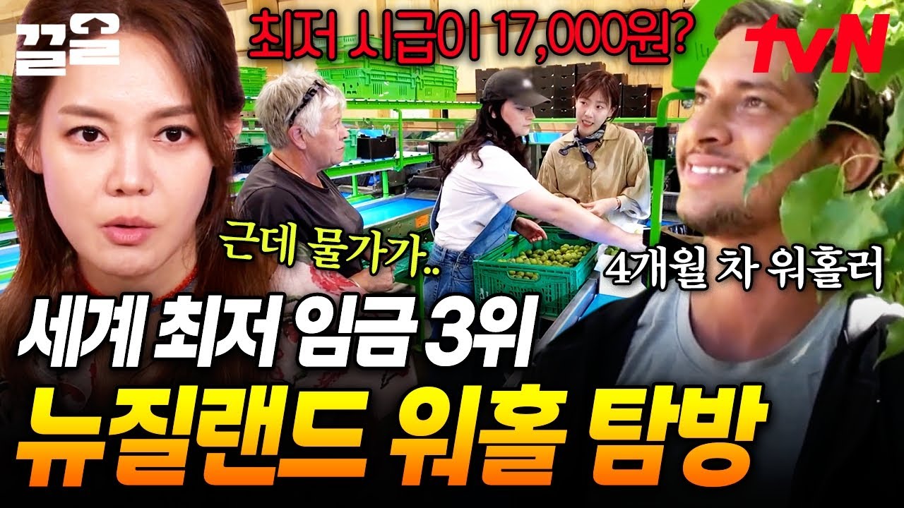 최저 임금으로 세계 3위, 동시에 OOO인 나라 2위?!😲 직접 체험해 보는 뉴질랜드에서의 워킹홀리데이 하루 | 현지인브리핑지금우리나라는