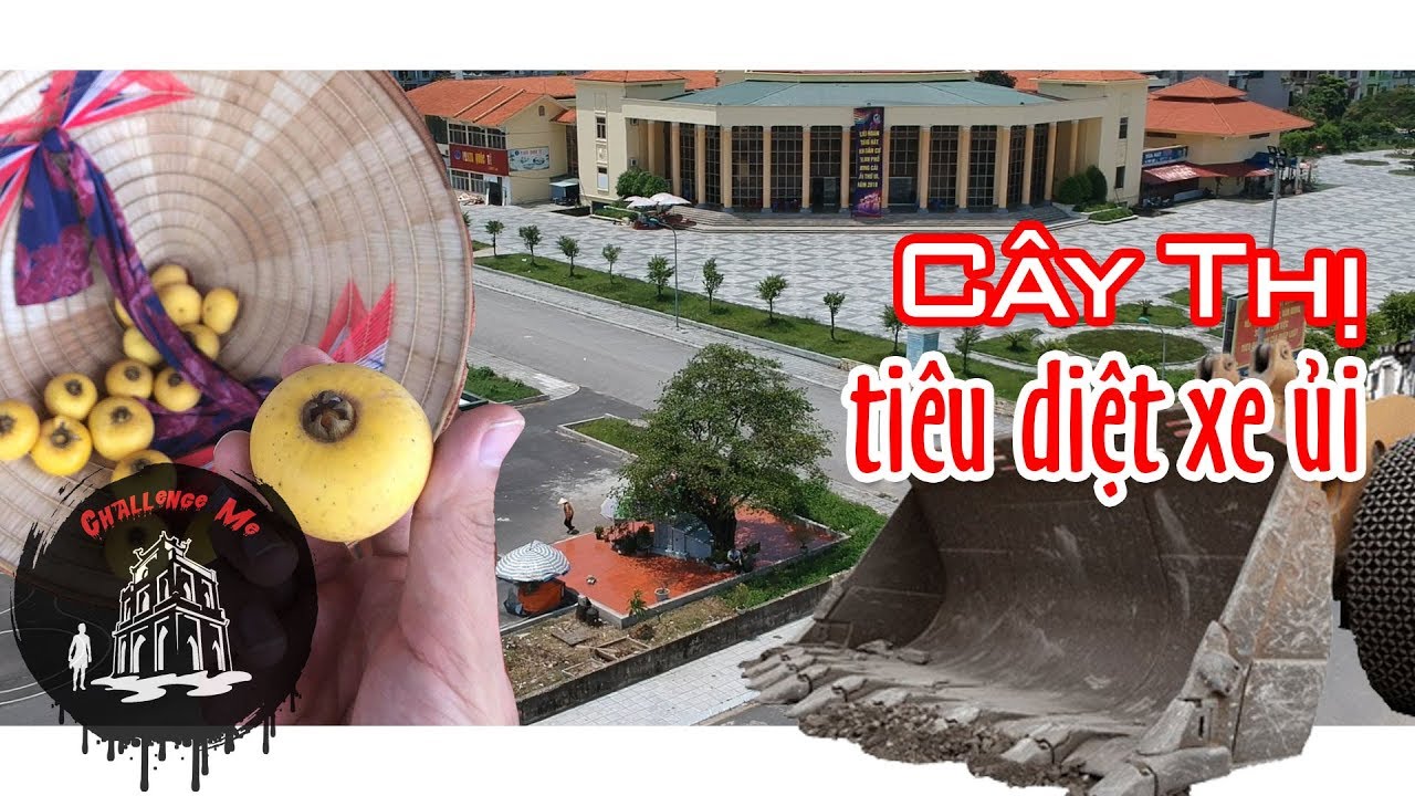 Cây thị tiêu diệt mọi xe ủi mon men lại gần ở Móng Cái, Quảng Ninh [Phần 1]