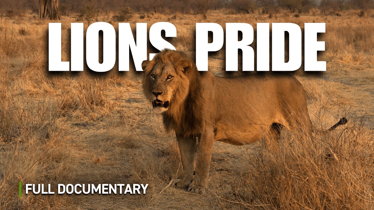 Lion Pride on Trial: The Fight for Survival | Full Nature Documentary