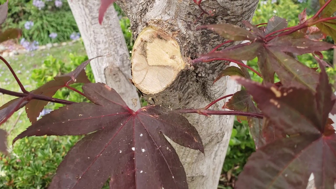Correcting Improper Pruning Cuts to Japanese Maple and Damage from Squirrels Part II