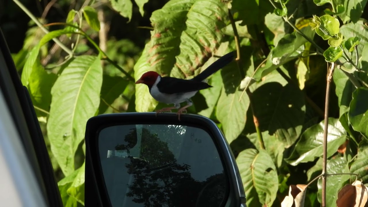 YELLOW-BILLED CARDINAL!  CARDEAL DO PANTANAL! KARDYNAL!КАРДИНАЛ! 红衣主教! 红衣主教! الكاردينال! KARDINAALI!