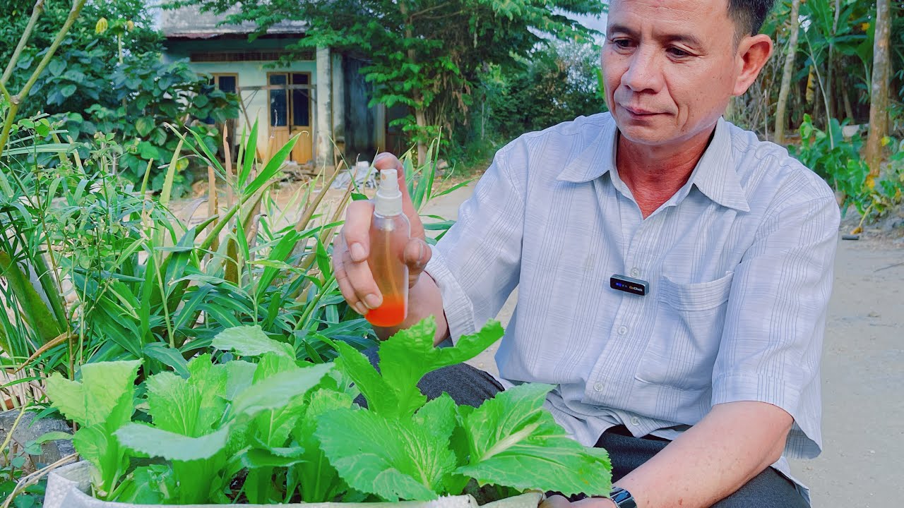 Cách Làm Rau Sạch Không Bị Sâu Ăn