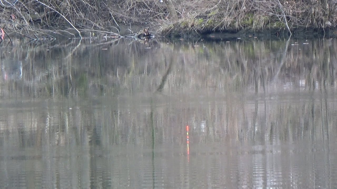 Pescuit la caras in pădurea din barajul râului JIU + CADOU LANTERNĂ ARMYTEK