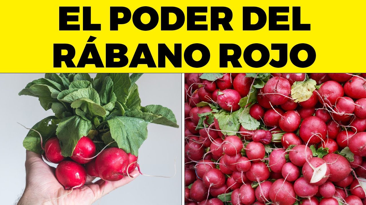 Comer rábano rojo todos los días le hará esto a tu organismo