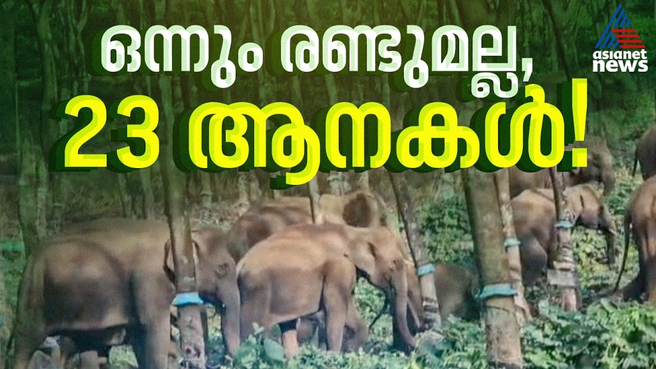 കുട്ടിയാനകൾ ഉൾപ്പെടെ 23 ആനകൾ...തൃശ്ശൂ‌ർ പാലപ്പളളിയിൽ വീണ്ടും കാട്ടാനക്കൂട്ടം, ഭീതിയിൽ നാട്ടുകാർ