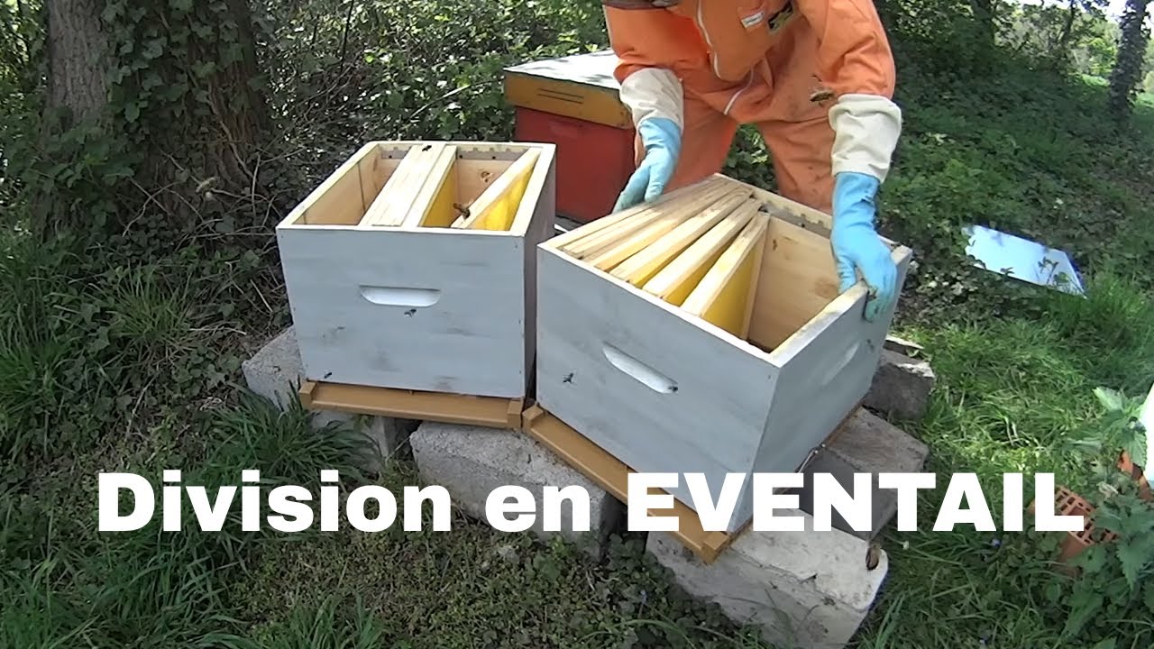 Apiculture - Faire une division en éventail - Miel Royal