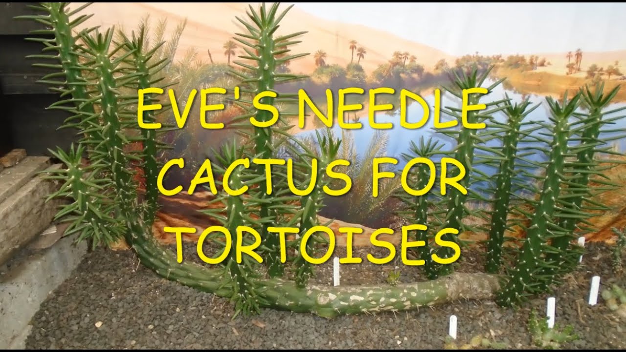 Eve's Needle Cactus for Tortoises 🌵🐢🌵
